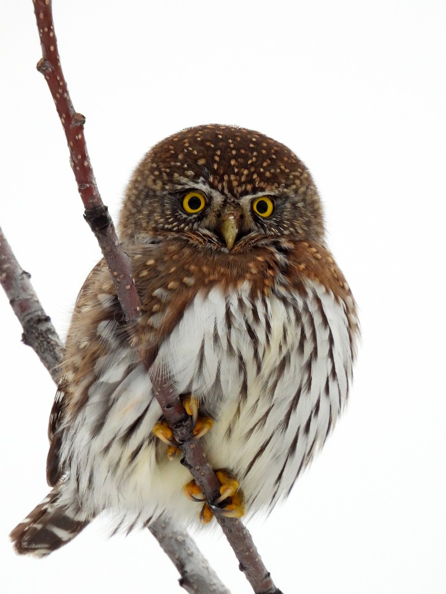 Northern Pygmy-Owl - ML628221625