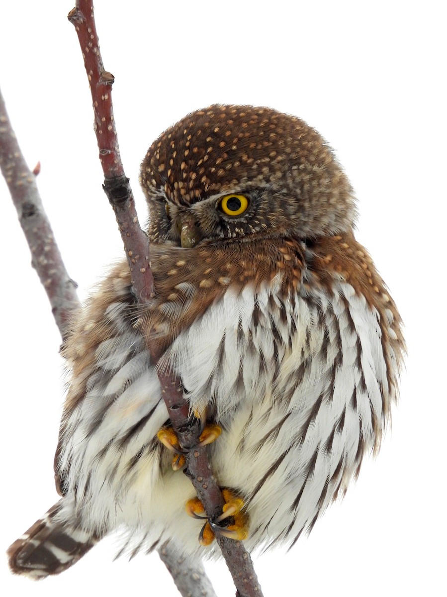 Northern Pygmy-Owl - ML628221632