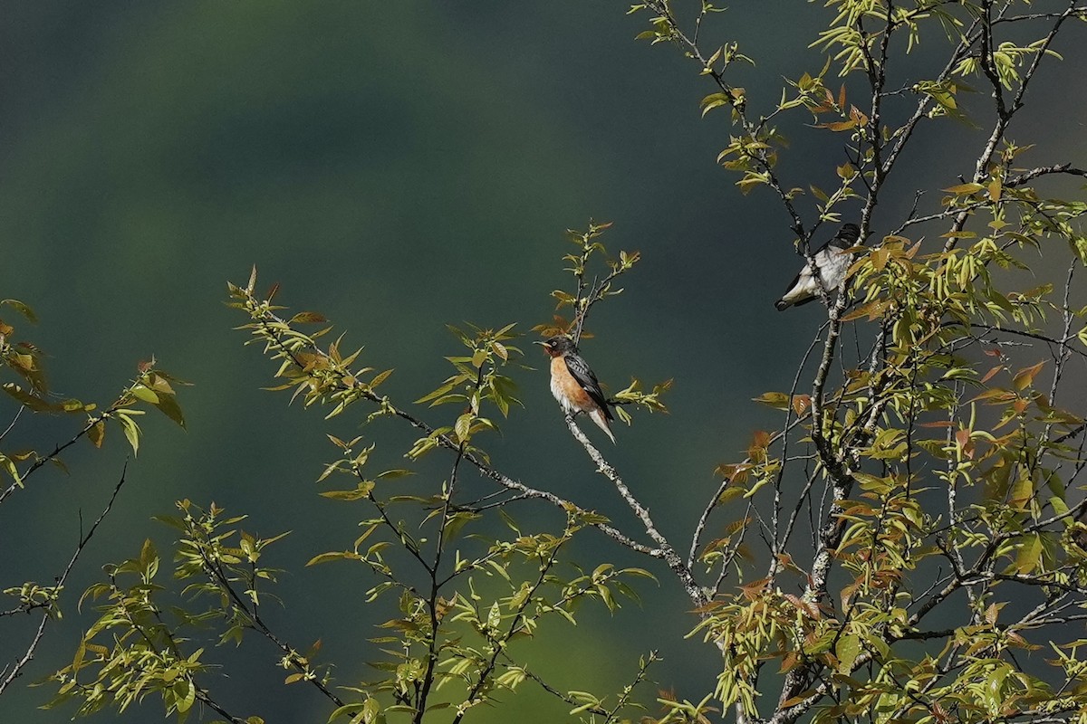 Spot-winged Starling - ML628221636