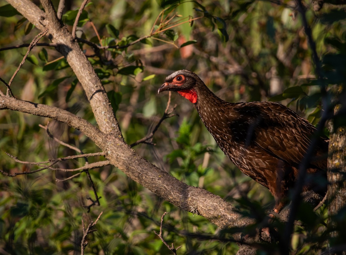 Red-faced Guan - ML628221673