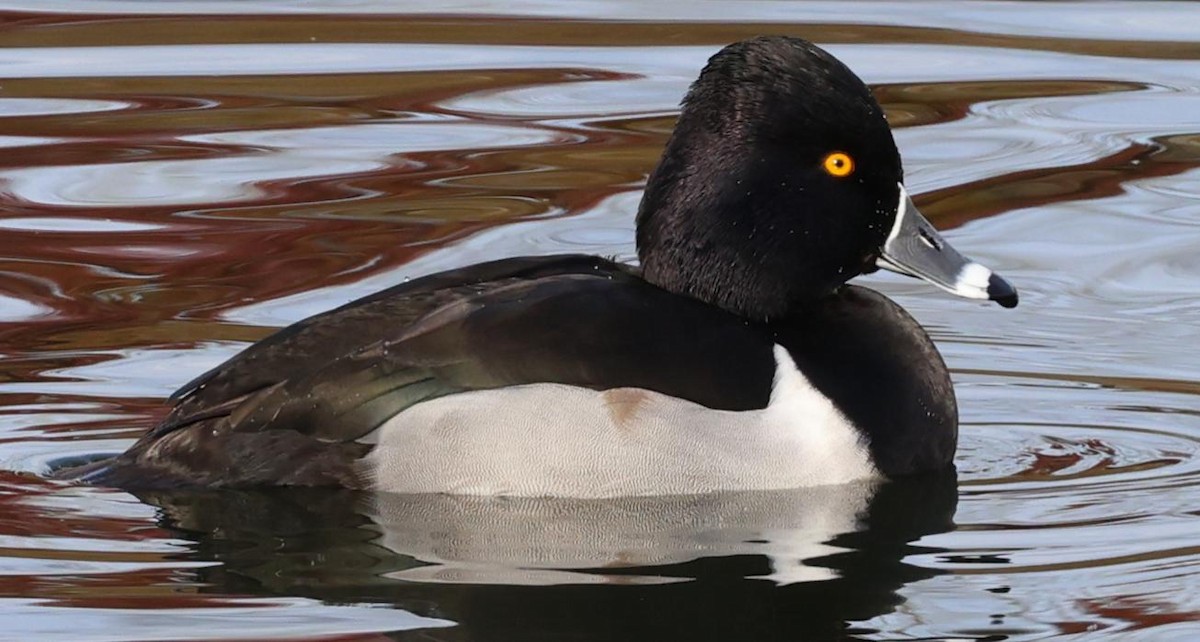 Ring-necked Duck - ML628221764