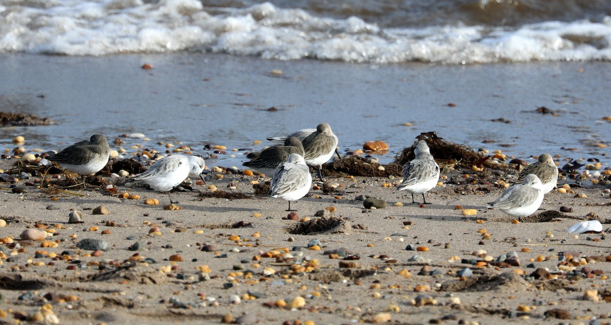 eBird Checklist - 29 Dec 2024 - Great Kills Park--Crookes Point - 21 ...
