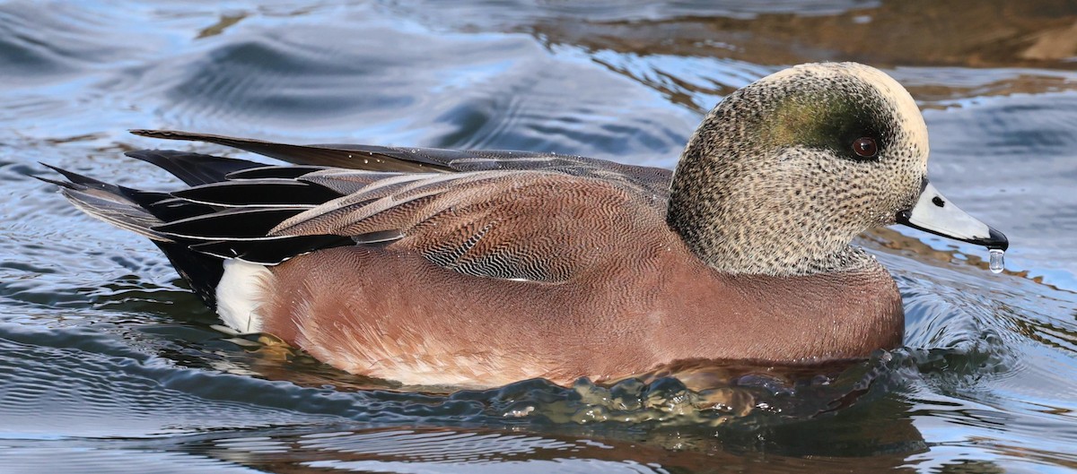 American Wigeon - ML628221832