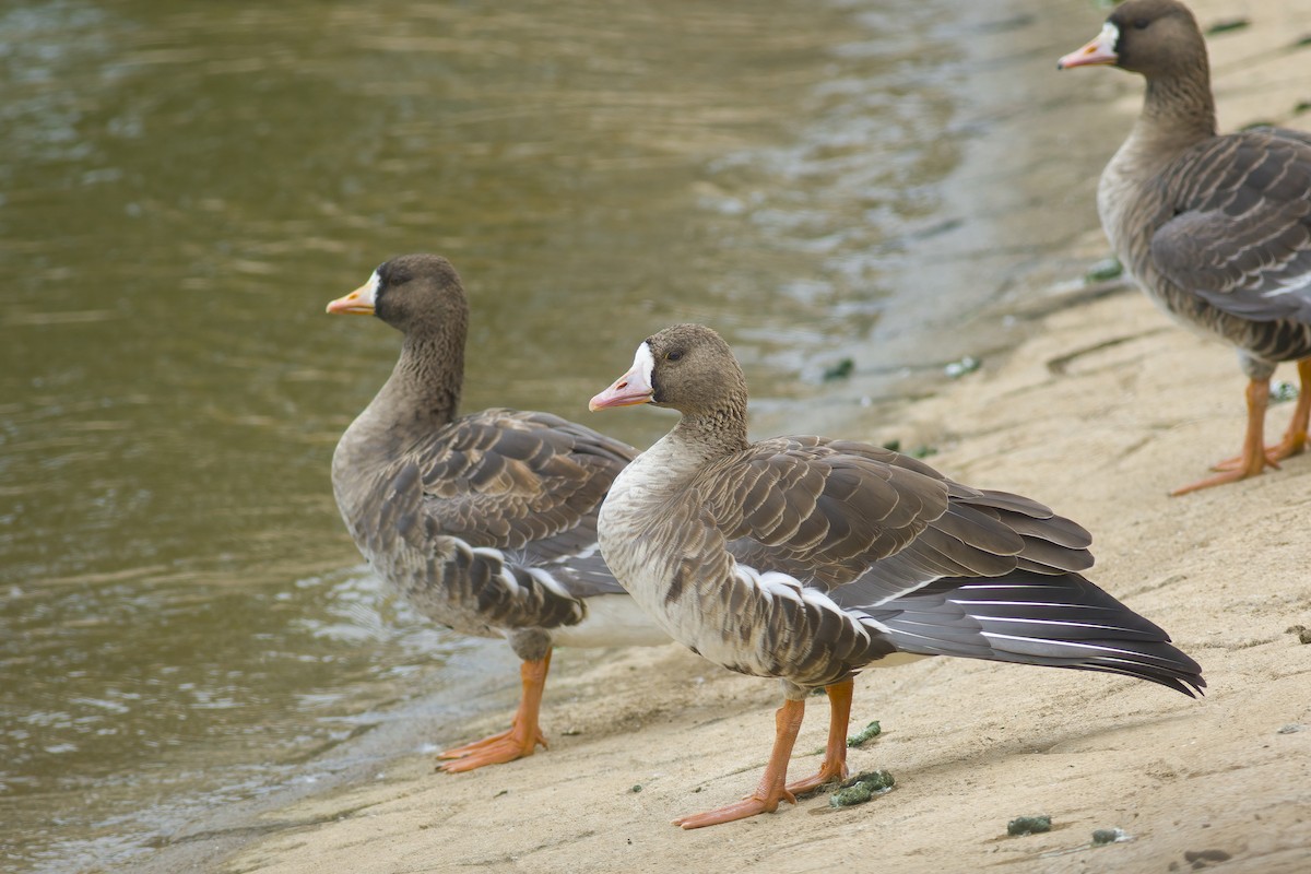 Greater White-fronted Goose - ML628221834