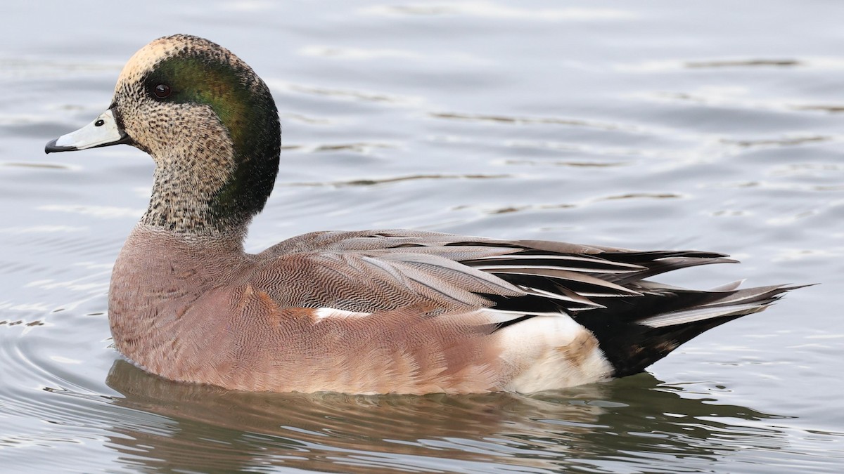 American Wigeon - ML628221843