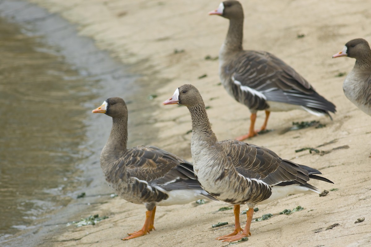 Greater White-fronted Goose - ML628221851