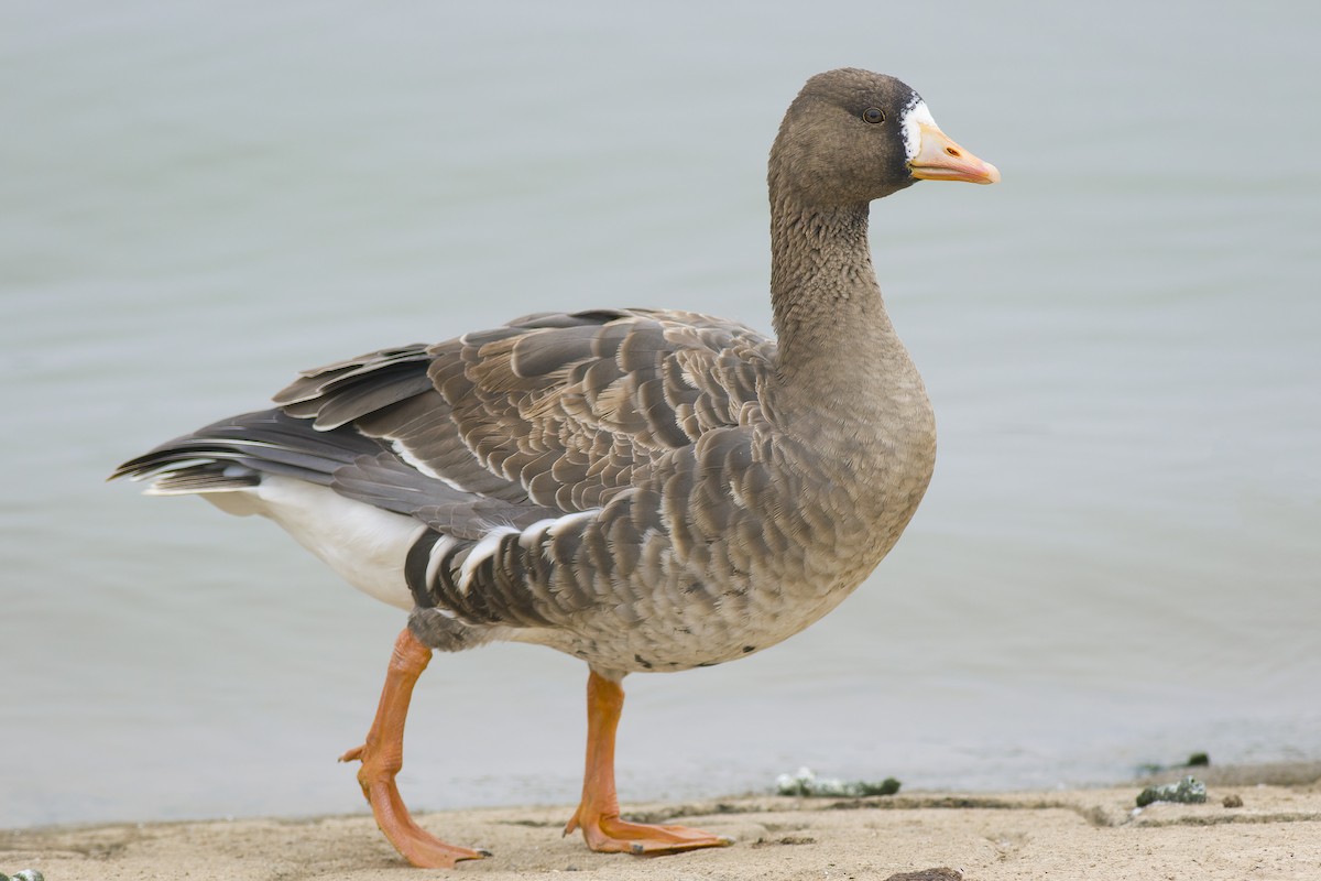 Greater White-fronted Goose - ML628221862