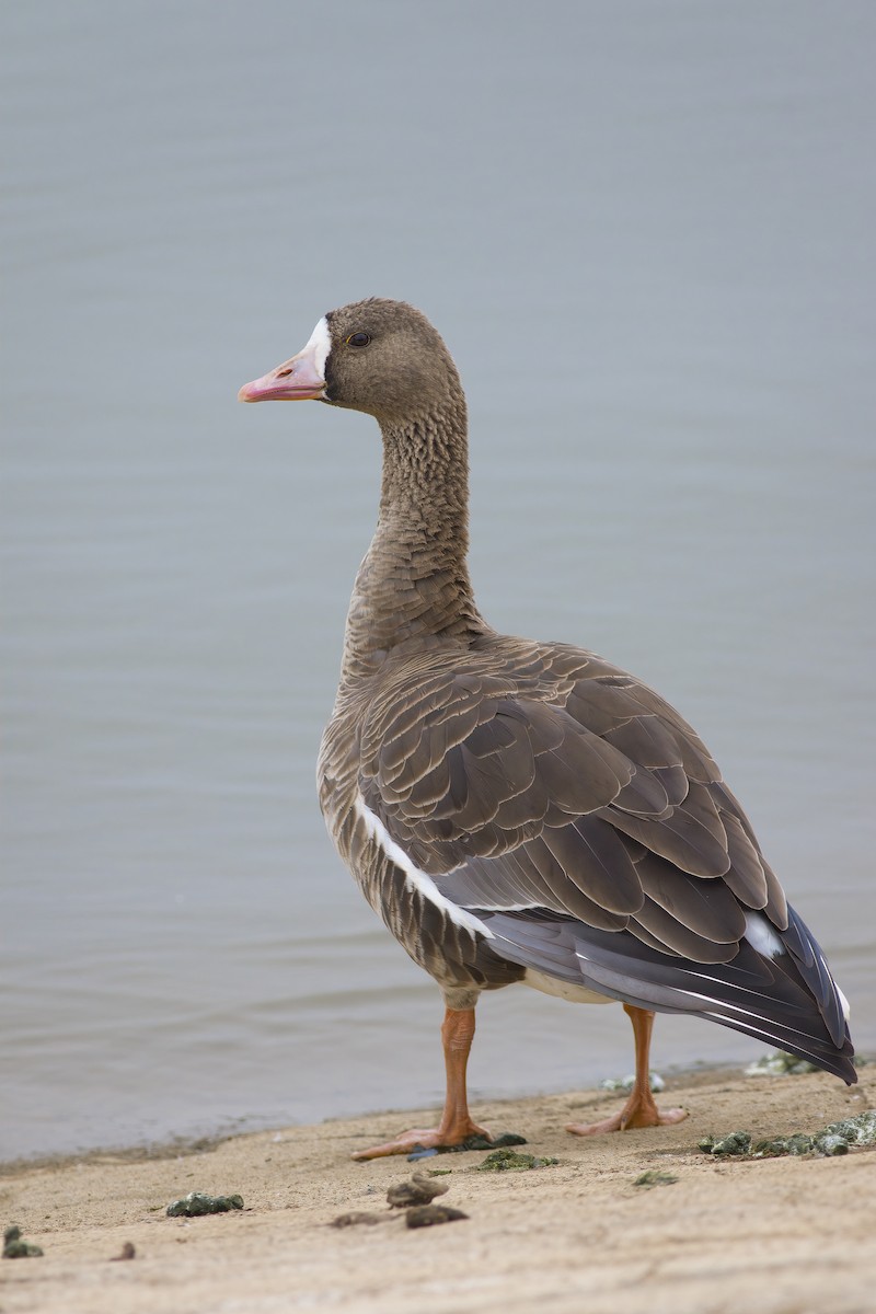 Greater White-fronted Goose - ML628221864