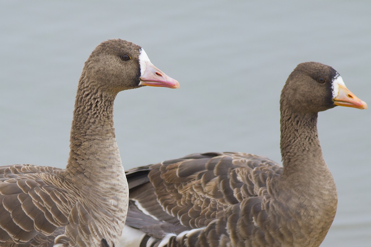 Greater White-fronted Goose - ML628221942