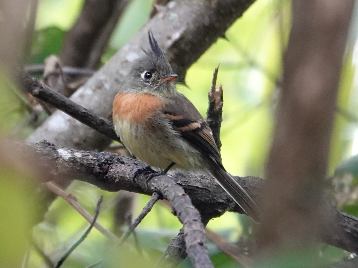 Belted Flycatcher - ML628222058