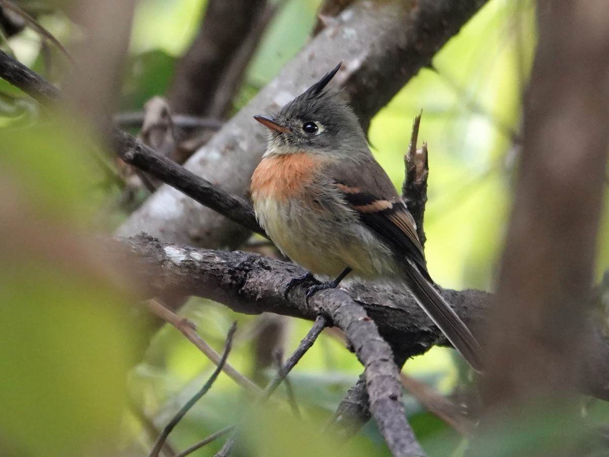 Belted Flycatcher - ML628222059