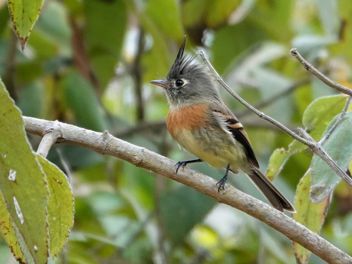 Belted Flycatcher - ML628222060