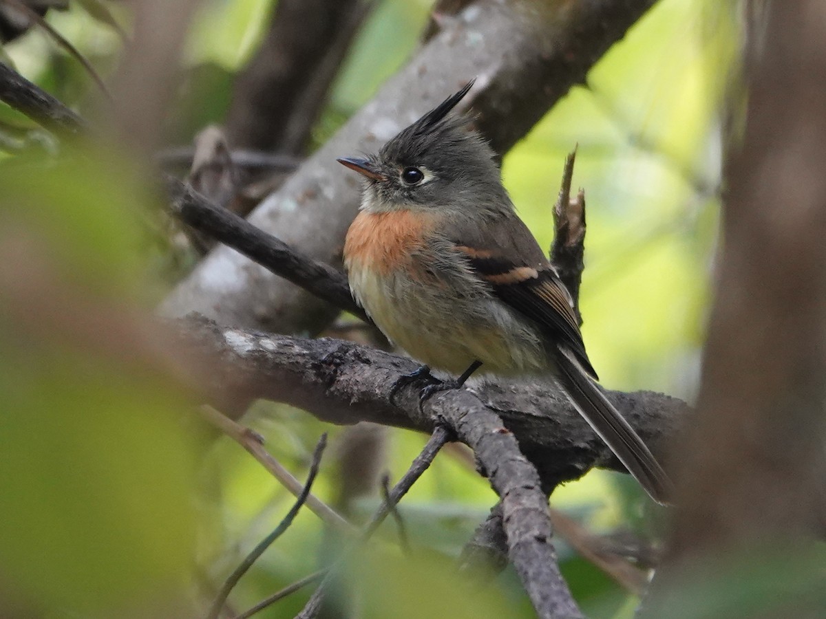 Belted Flycatcher - ML628222061