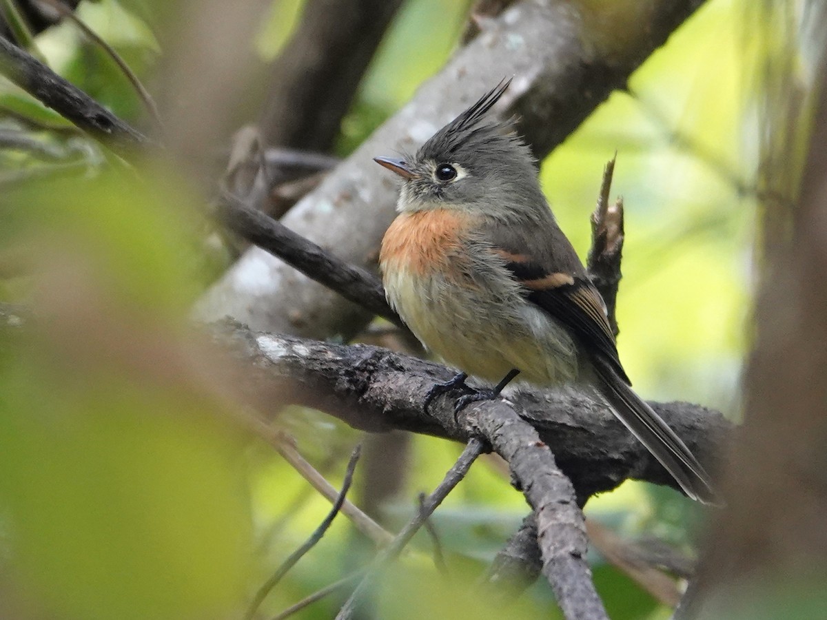 Belted Flycatcher - ML628222062