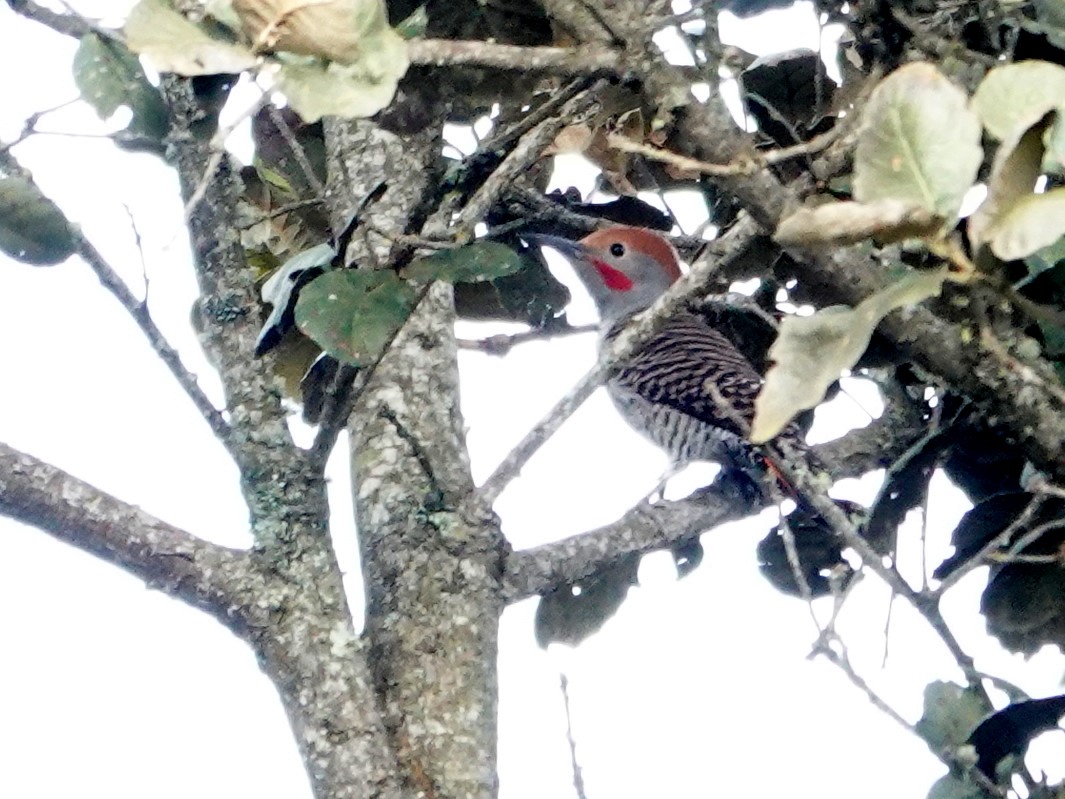 Guatemalan Flicker - ML628222086