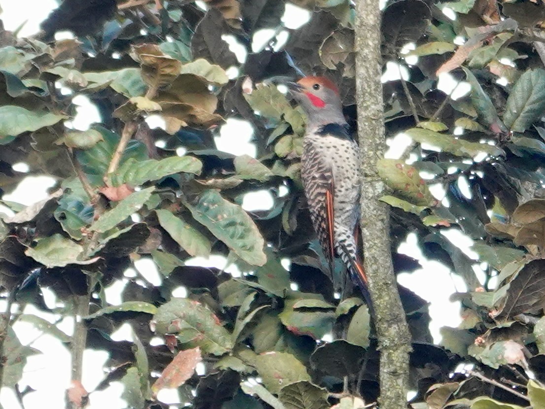 Guatemalan Flicker - ML628222087