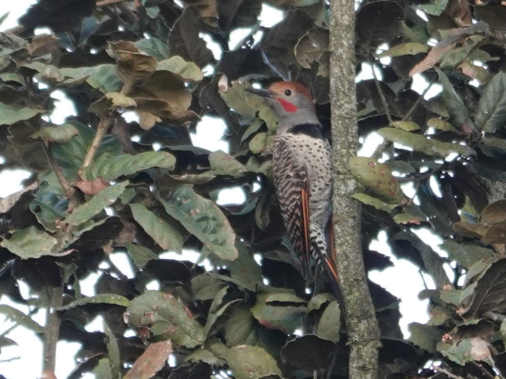 Guatemalan Flicker - ML628222088