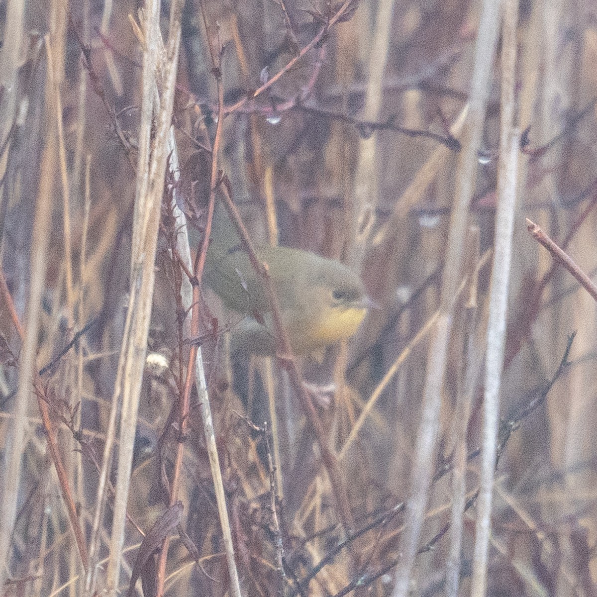 Common Yellowthroat - ML628222110