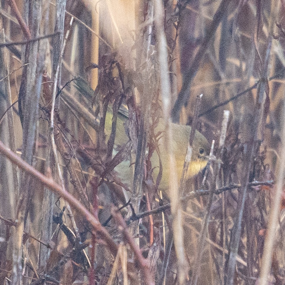 Common Yellowthroat - ML628222111