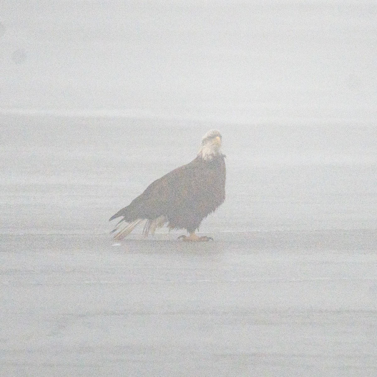 Bald Eagle - ML628222185