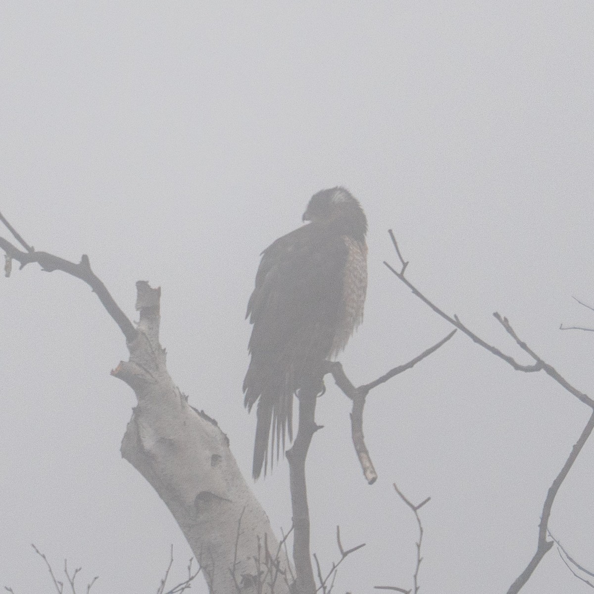 Cooper's Hawk - ML628222244