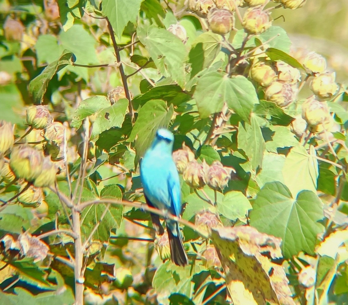 Verditer Flycatcher - ML628222256