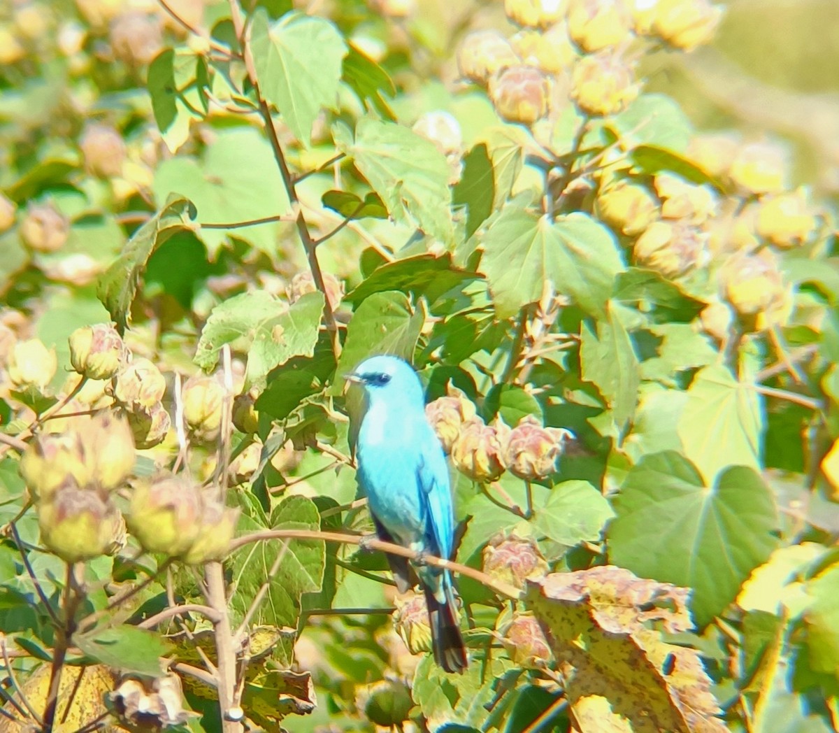 Verditer Flycatcher - ML628222257