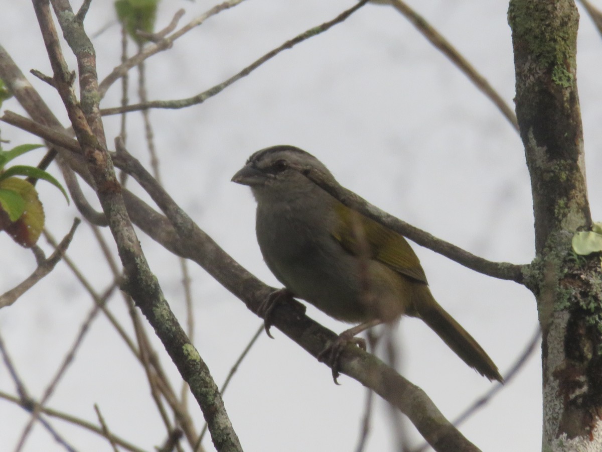 Black-striped Sparrow - ML628222303