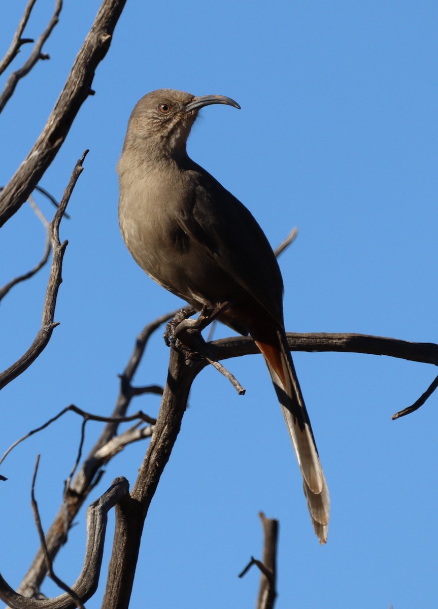 Crissal Thrasher - ML628222313