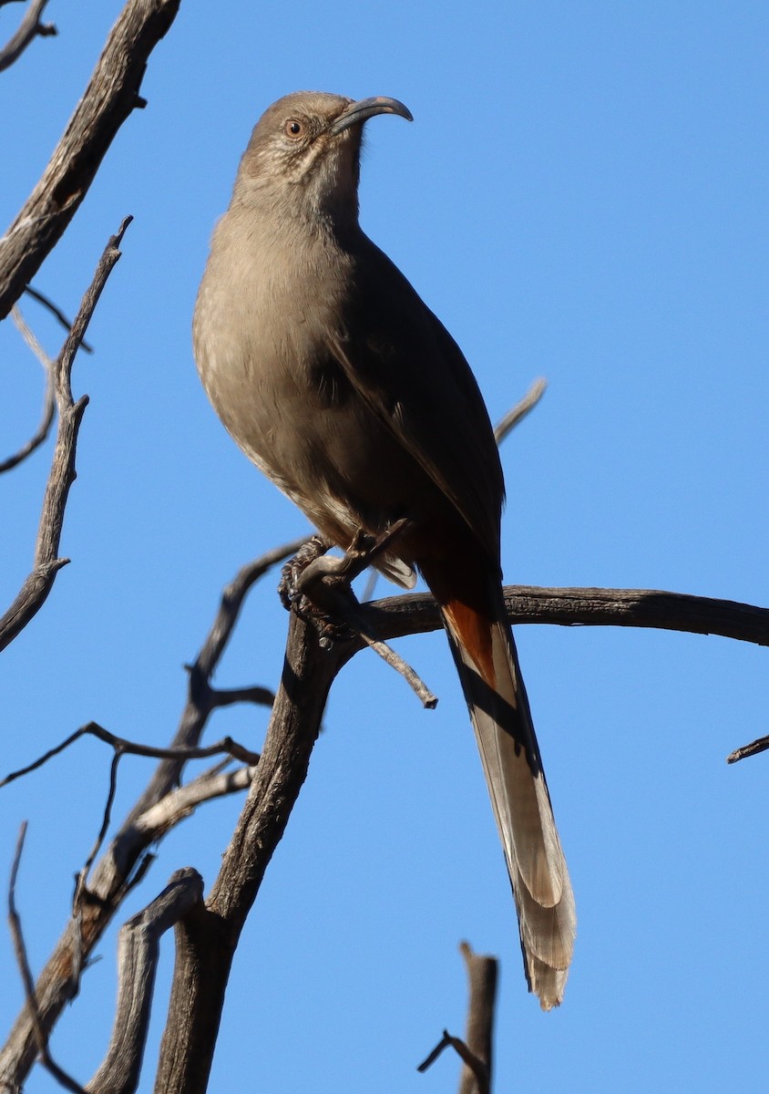 Crissal Thrasher - ML628222314