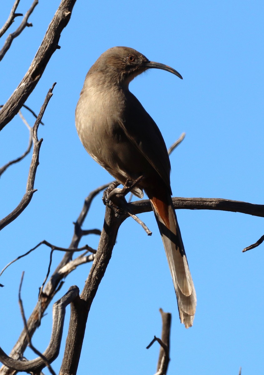 Crissal Thrasher - ML628222315