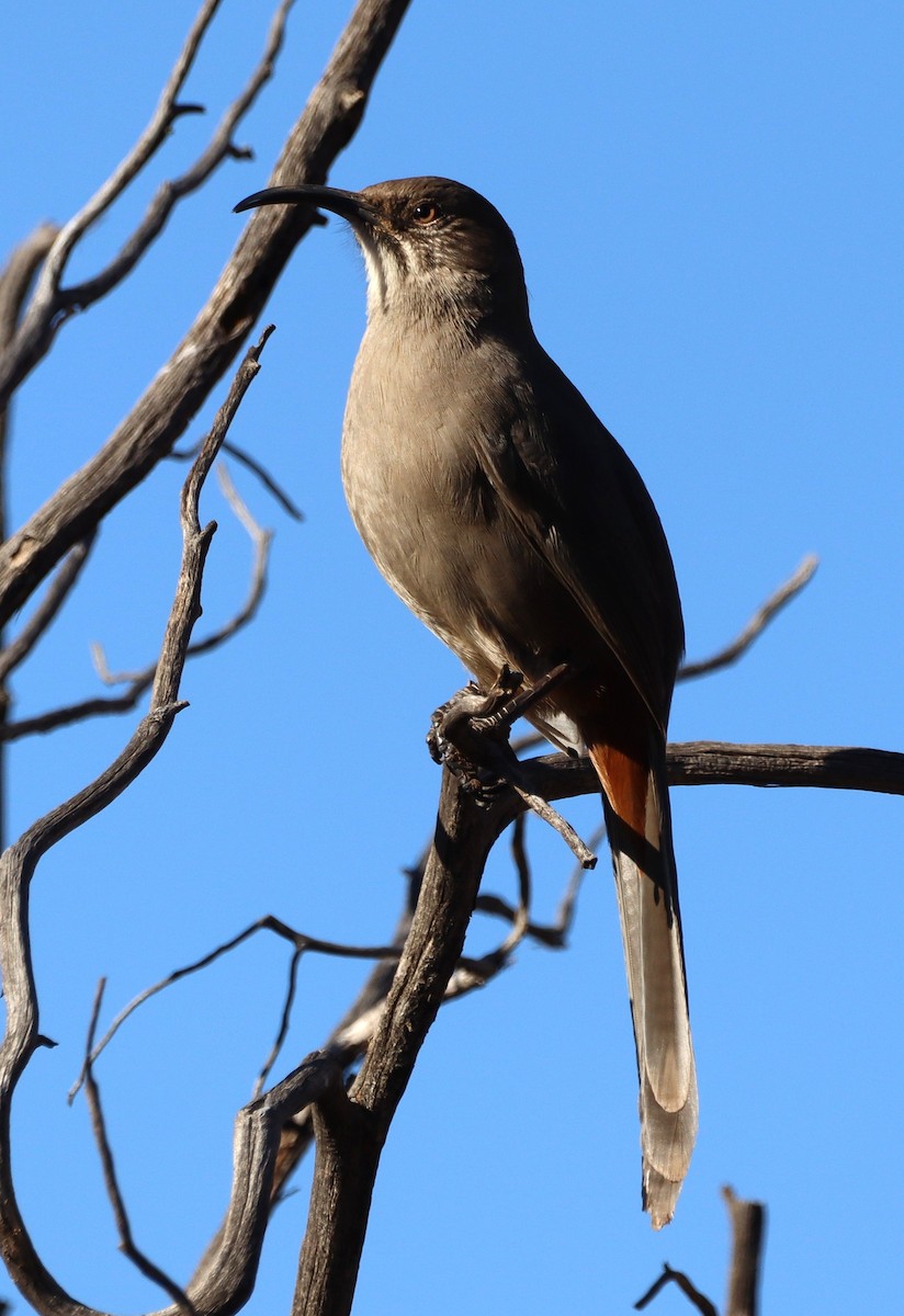 Crissal Thrasher - ML628222316