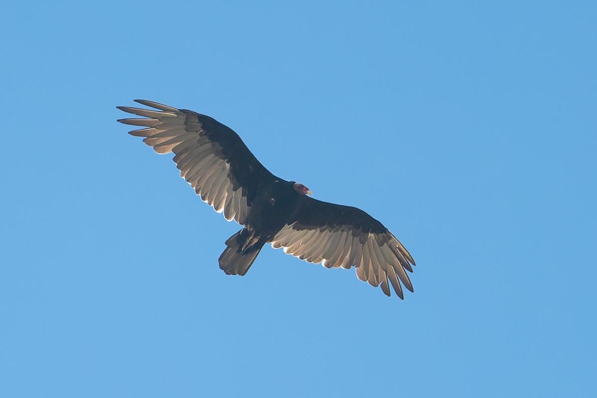Turkey Vulture - ML628222406