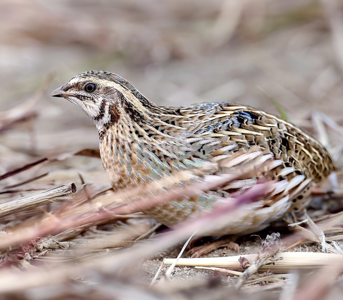 Galeper eurasiarra - ML628222411