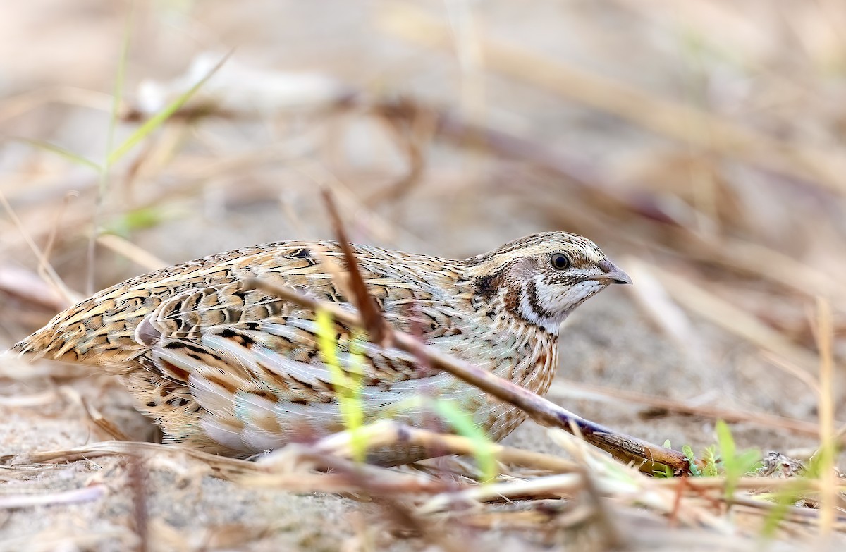 Galeper eurasiarra - ML628222412