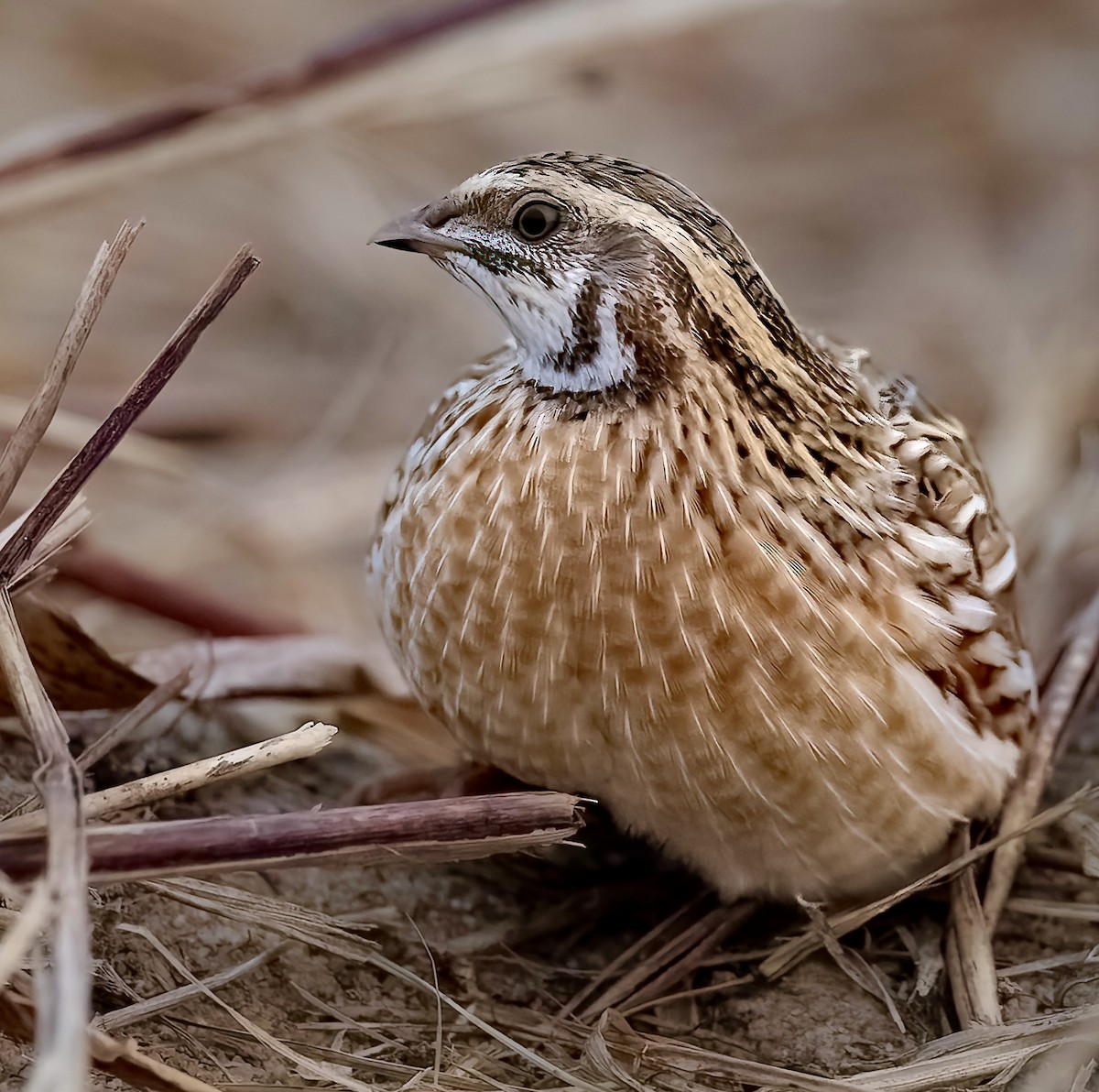 Galeper eurasiarra - ML628222413