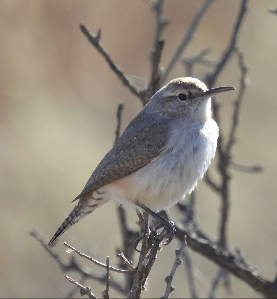 Rock Wren - ML628222427