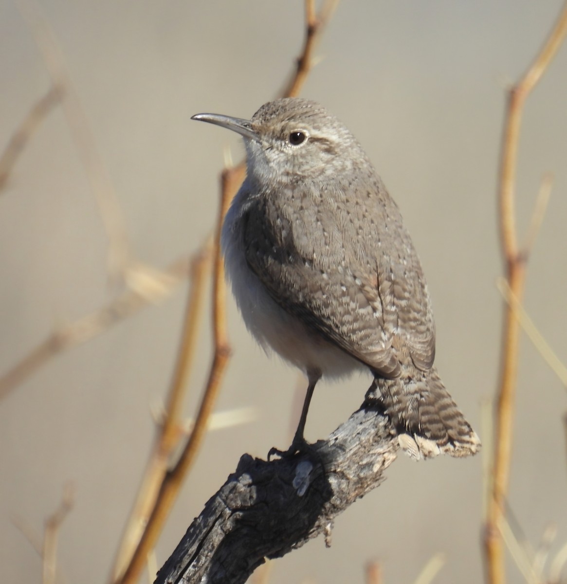 Rock Wren - ML628222432