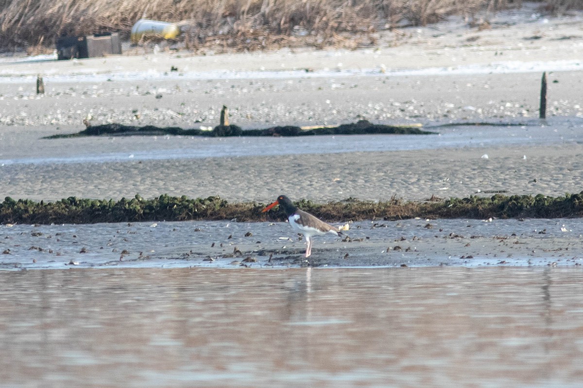 American Oystercatcher - ML628222467