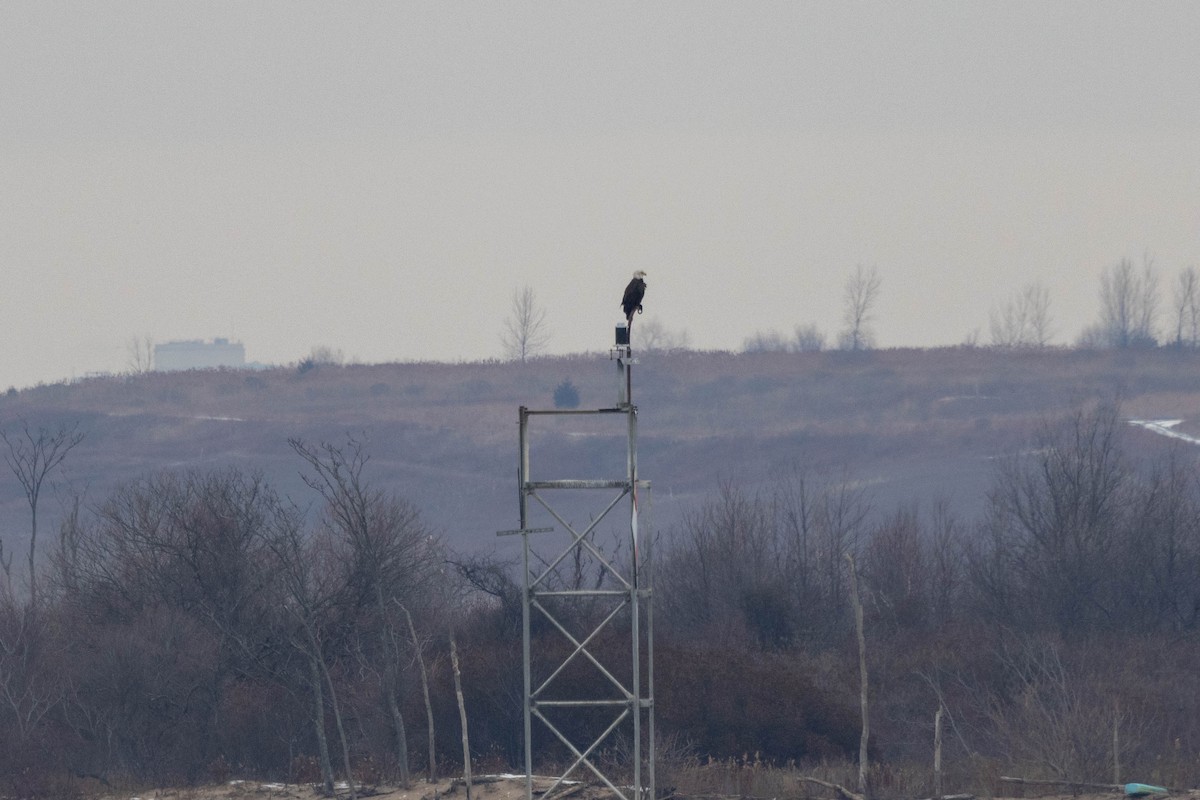 Bald Eagle - ML628222503