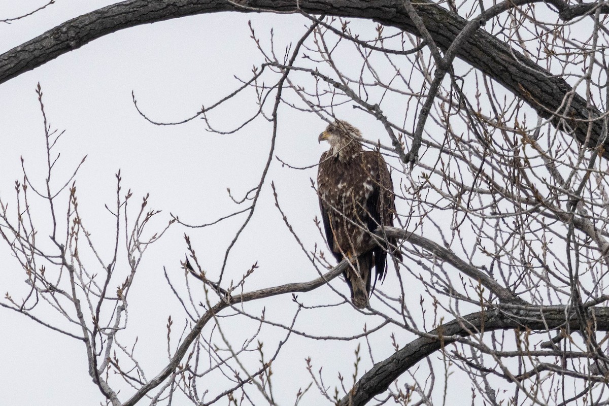 Bald Eagle - ML628222504