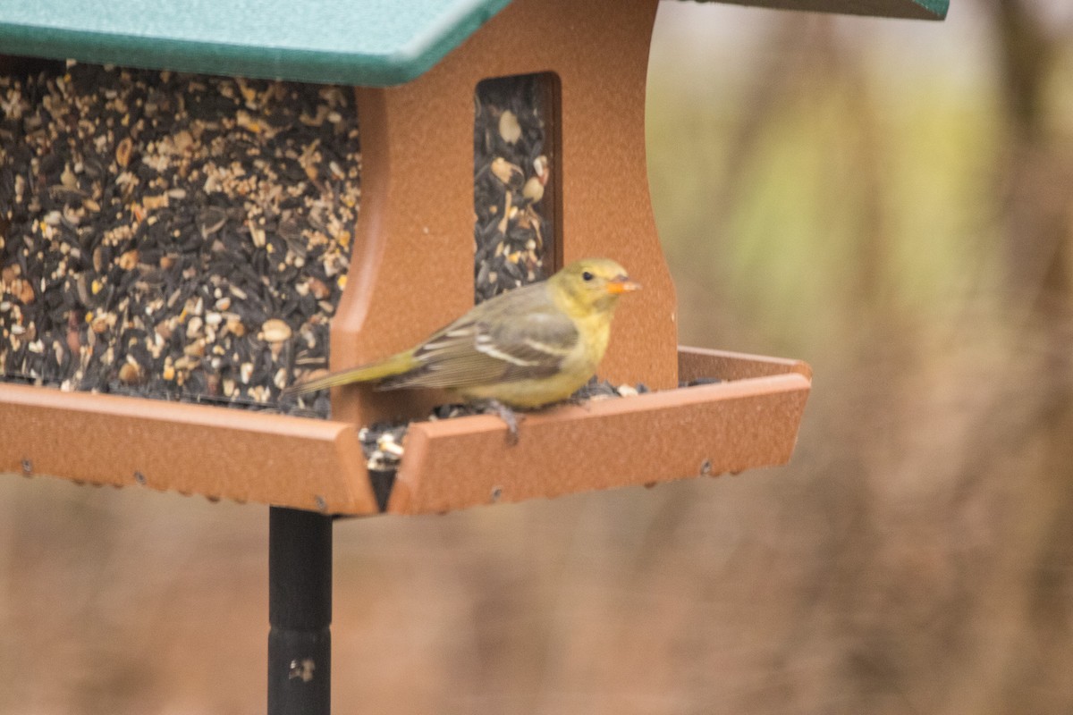 Western Tanager - ML628222566