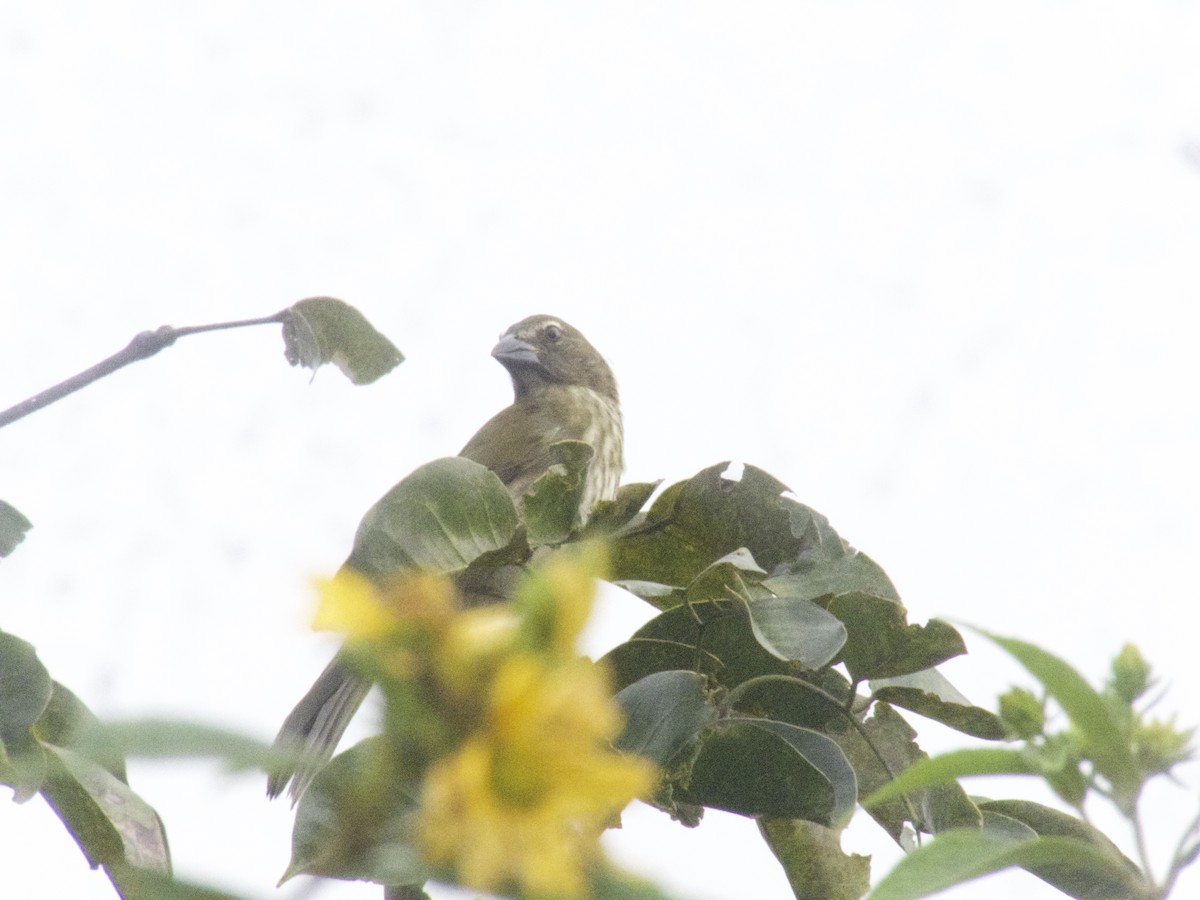 Streaked Saltator - ML628222570