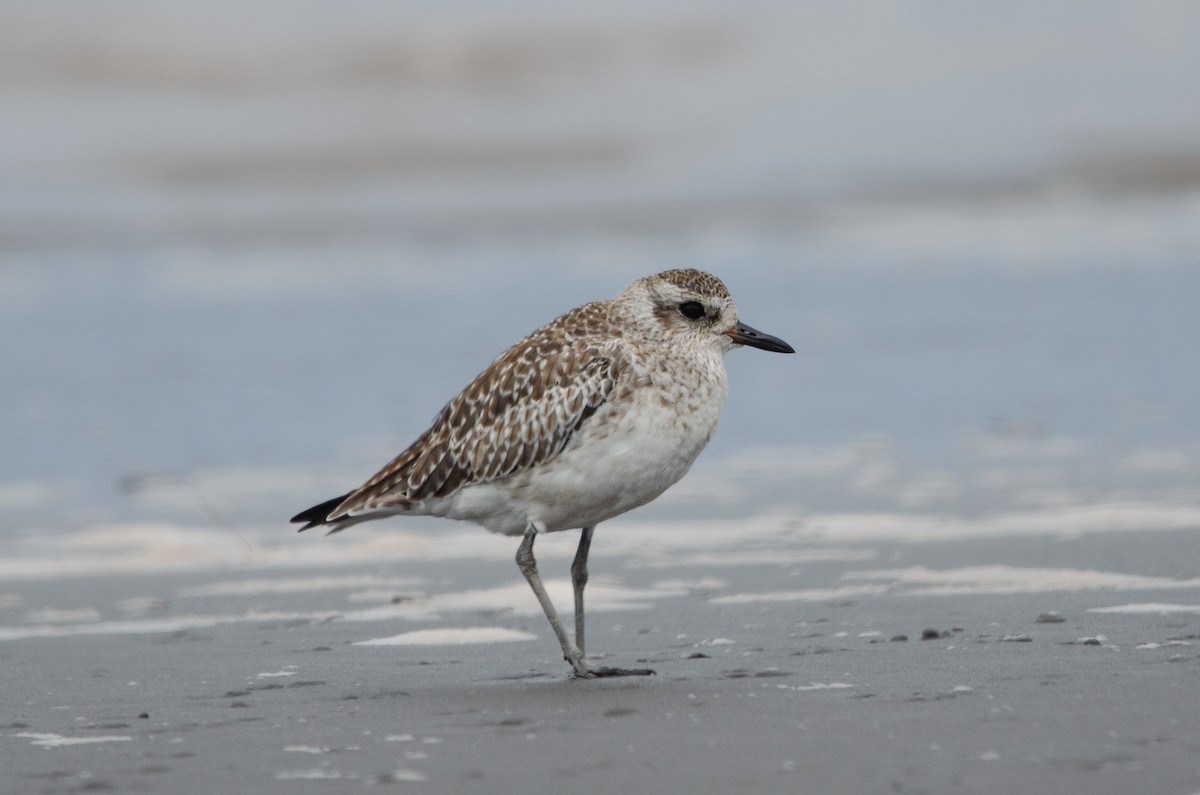 Black-bellied Plover - ML628222588