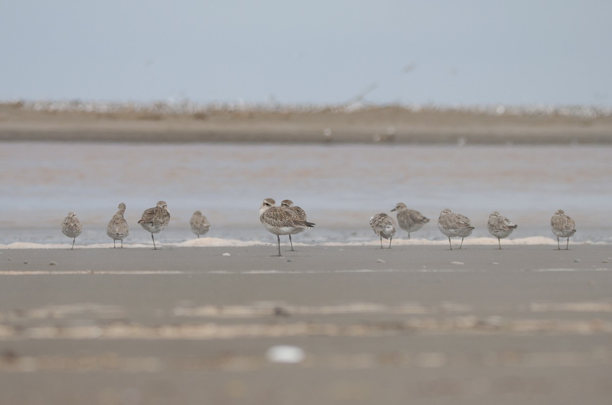 Black-bellied Plover - ML628222589