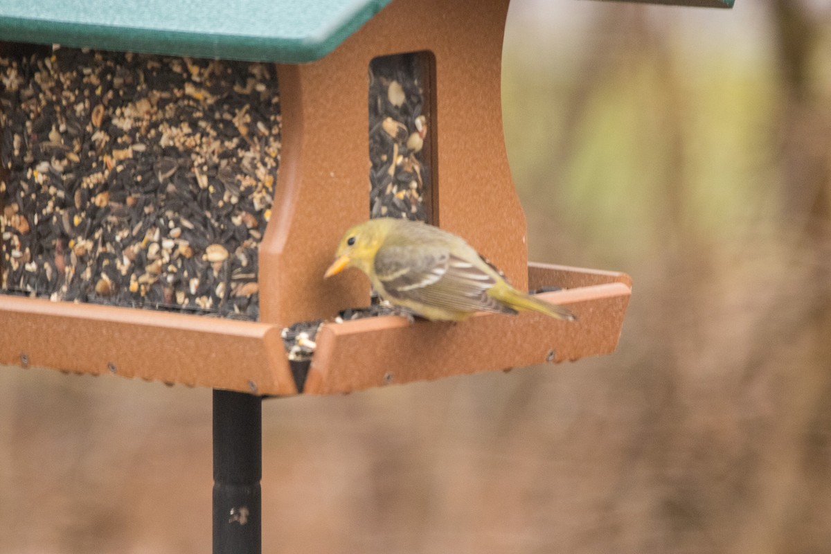 Western Tanager - ML628222607
