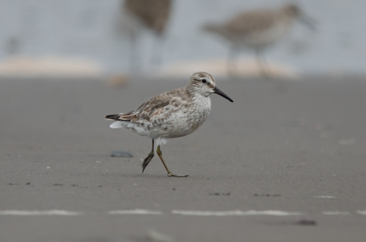 Red Knot - ML628222623