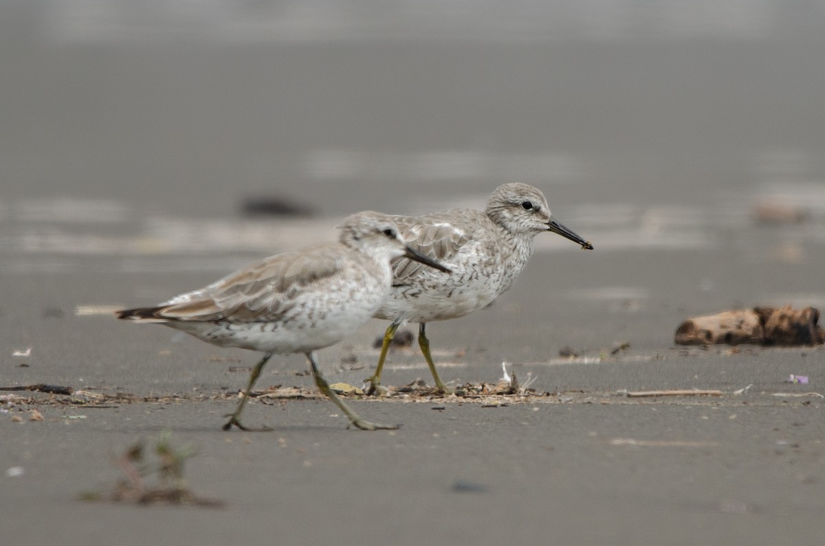 Red Knot - ML628222624