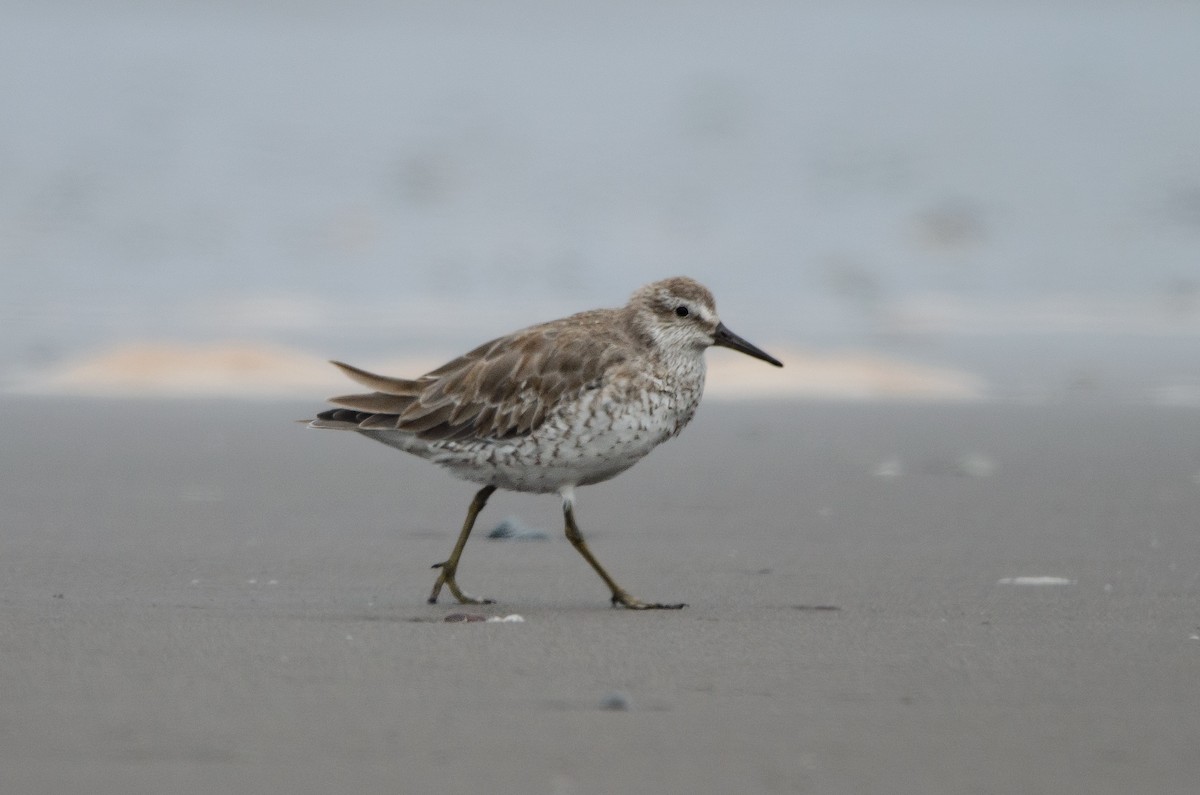 Red Knot - ML628222625