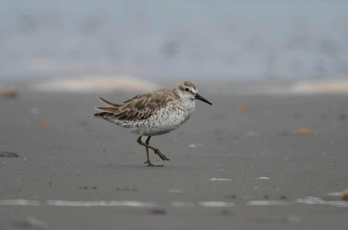 Red Knot - ML628222626